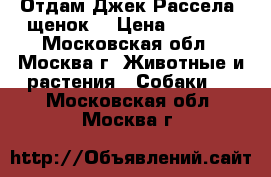 Отдам Джек Рассела (щенок) › Цена ­ 5 500 - Московская обл., Москва г. Животные и растения » Собаки   . Московская обл.,Москва г.